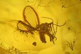 Three Fossil Flies (Diptera) In Baltic Amber #234463-1